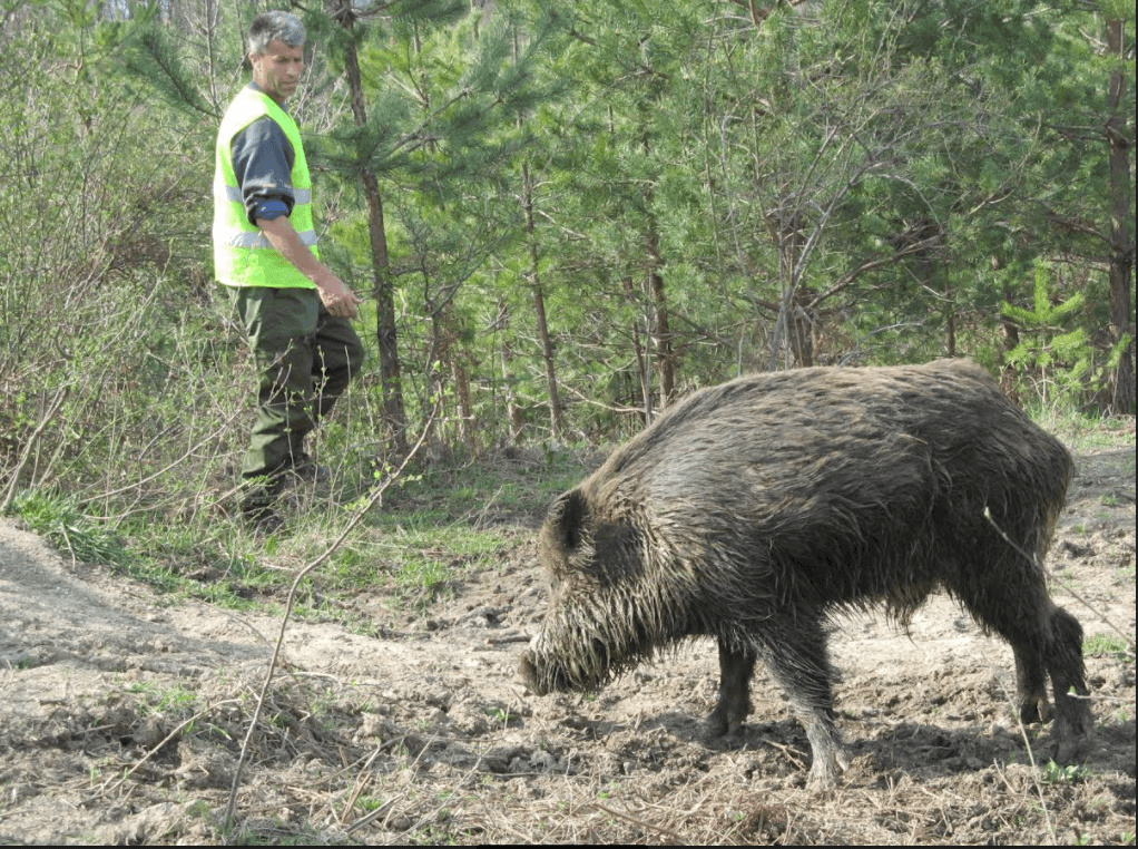 Divlje svinje napravile veliku štetu poljoprivrednicima: Ogorčeni farmeri prijete tužbama