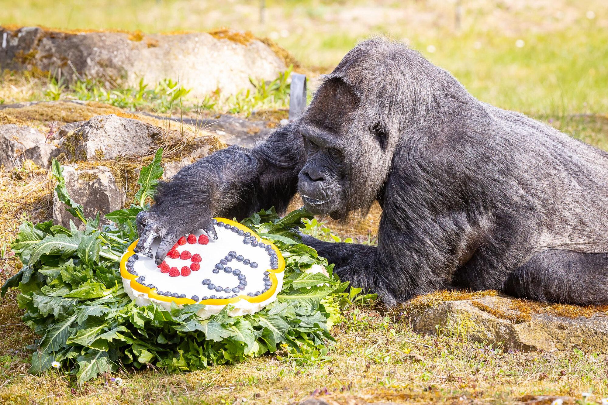 Najstarija gorila na svijetu proslavila 65. rođendan u Berlinu