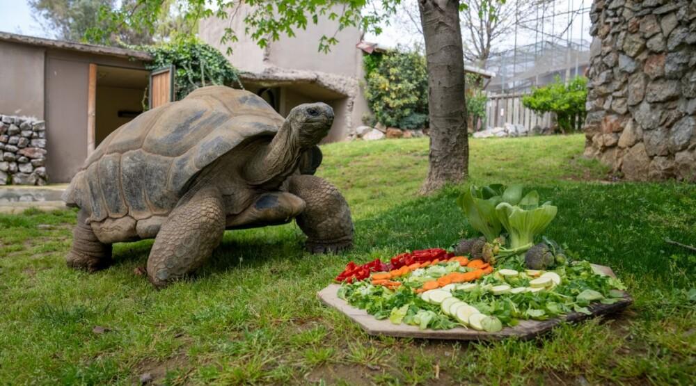 Tuki, najstarija kornjača u Turskoj, proslavila 102. rođendan