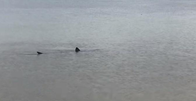 Novi snimak morskog psa u Hrvatskoj, ovog puta snimljen kod Šibenika