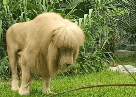Lav iz zoološkog vrta u Kini hit je zbog neobične frizure, čuvari negiraju da su ga šišali