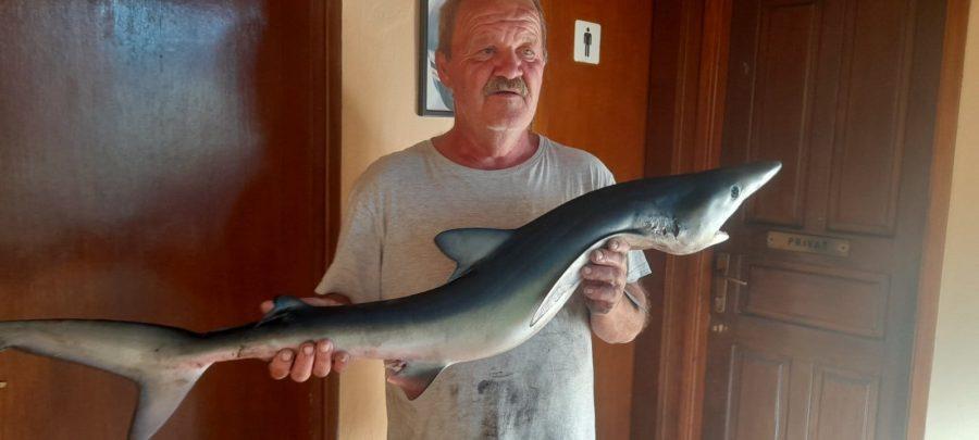 Pogledajte fotografiju morskog psa kojeg je ribar upecao u Istri: “Vidio sam mu ralje”