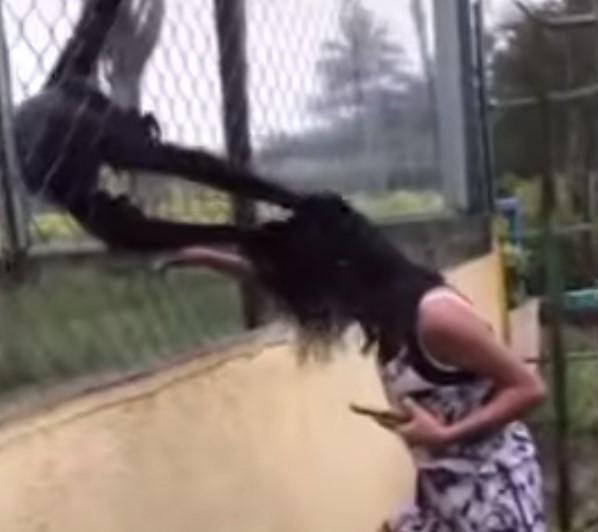 Video / Majmuni zgrabili djevojčicu za kosu nakon što je udarala u kavez