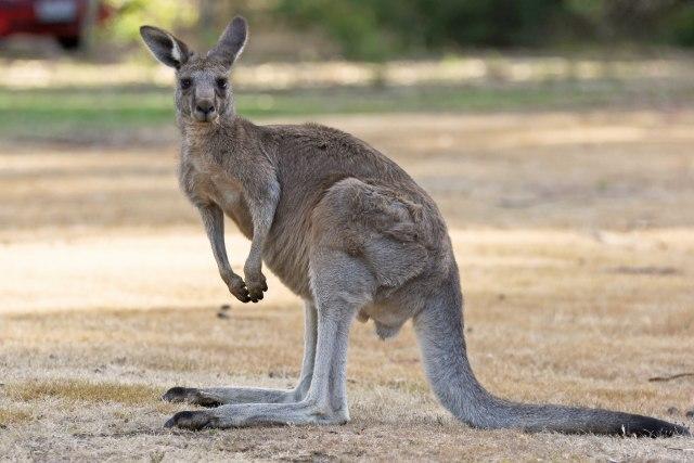 Muškarca usmrtio kengur koji mu je bio kućni ljubimac