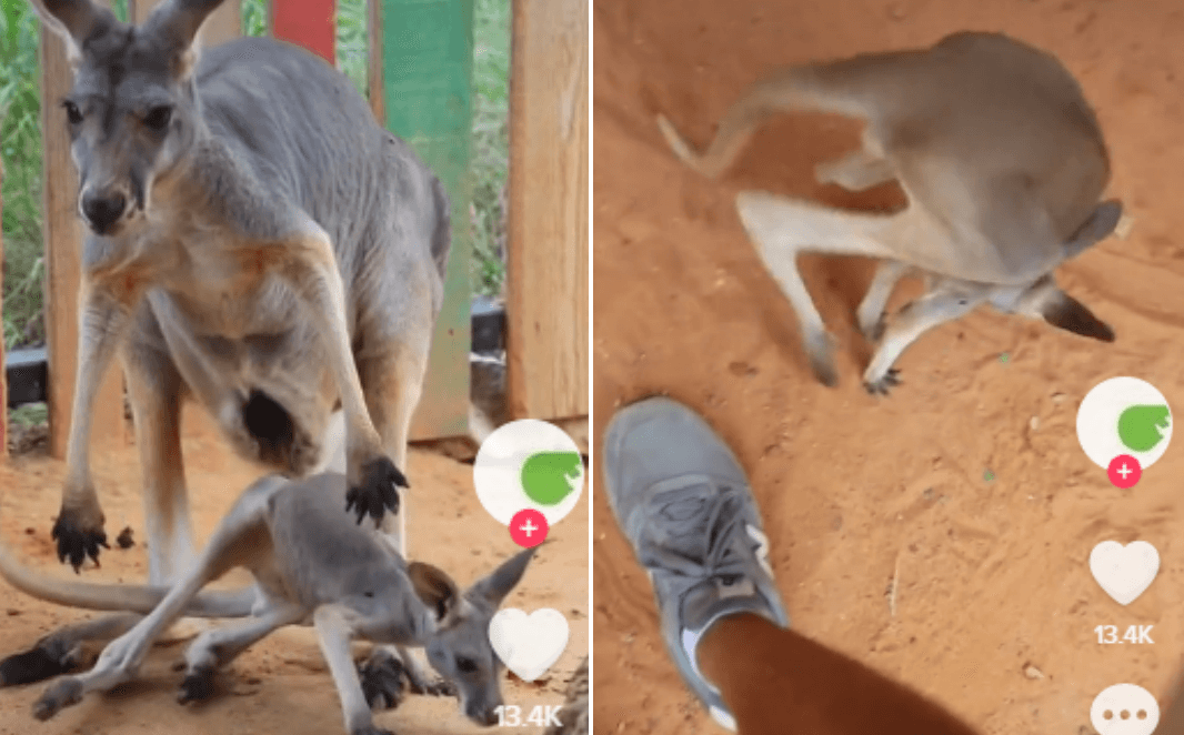 Mladunče kengura izašlo iz tobolca i počelo skakutati, video je presladak