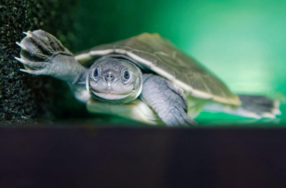 Timu zoološkog vrta je prvo pošlo za rukom da 2010. godine dobije prvo potomstvo ove rijetke kornjače - Avaz