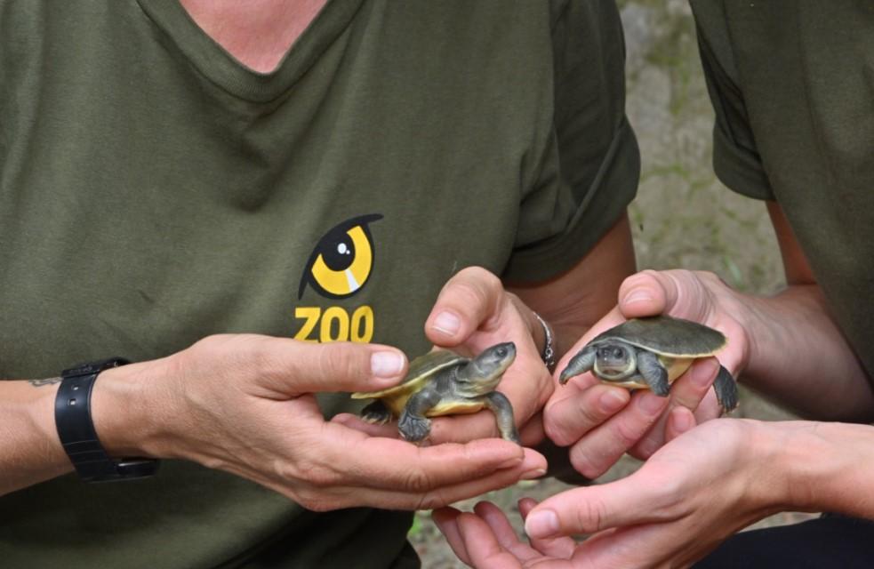 Bečki zoološki vrt spasio rijetke kornjače od izumiranja