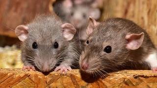 Naučnici uspjeli presaditi djeliće ljudskog u mozak štakora