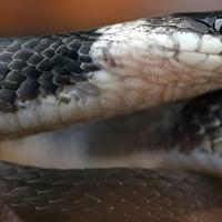 Nova vrsta „kafene zmije“ pronađena u maglovitim šumama Ekvadora