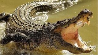 Posljednji krokodil u Evropi