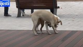 Nikšić: Djevojčicu (3) za glavu ugrizao ulični pas