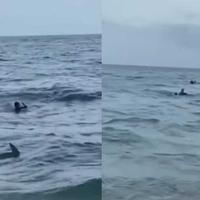 Na prepunoj plaži se pojavio opaki morski pas: U trenutku je nastala opća panika