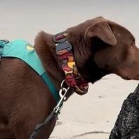 Udomljeni pas prvi put otišao na plažu, njegova reakcija topi srca