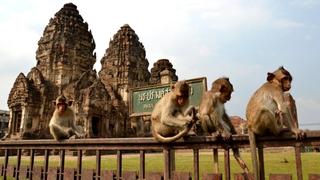 Ovo je grad kojim vladaju majmuni: Prava je turistička atrakcija