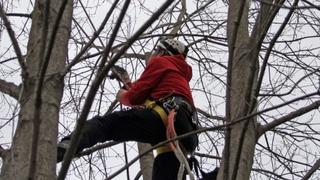 Pripadnici GSS-a Zenica spasili macu sa drveta: Dječak nije spavao cijelu noć