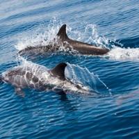 Uginulo više od 100 delfina u Brazilu: Sumnja se da je uzrok visoka temperatura vode