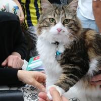 U turskom Tokatu održan izbor za najljepšu mačku