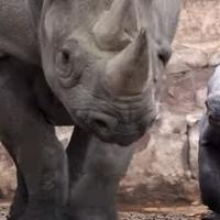 Zoološki vrt u Velikoj Britaniji slavi rođenje istočnog crnog nosoroga