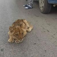Uginula lavica Kiki: Prije 15 dana pronađena na cesti u Srbiji