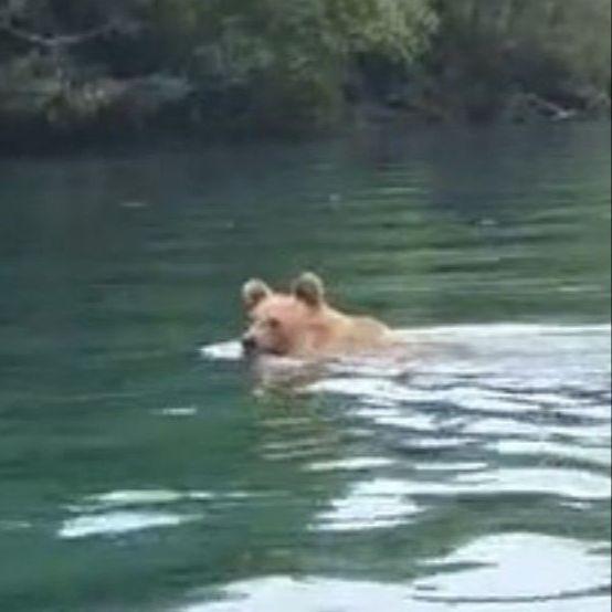 Video / Medvjed spas od vrućine potražio u Drini