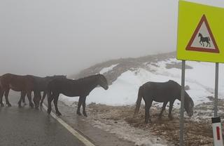 Upozorenje vozačima: Divlji konji na putu preko prevoja Borova Glava 