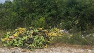 Pobacane banane u Širokom Brijegu: Jesu li ovo one u kojima je pronađen kokain