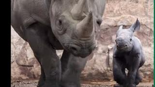 Zoološki vrt u Velikoj Britaniji slavi rođenje istočnog crnog nosoroga