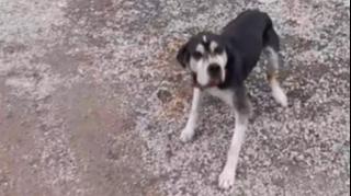 Ovaj pas je 12 godina živio na lancu usred Zadra: Spavao je vani na zemlji i na kamenju