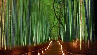 Kao iz bajke: Sagano šuma bambusa