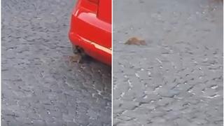 Video / Najezda štakora u Sarajevu: Miševi šetaju Kovačima