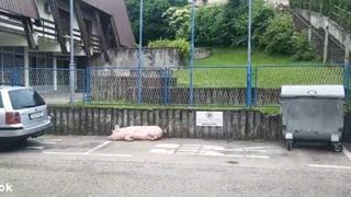 Video / Samo u BiH: Svinja zavezana na parkingu policije 