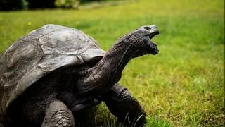 Najstarija kornjača na svijetu proslavila 171. rođendan