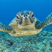 Morske kornjače napadaju kupače: Splićanku ugrizla za leđa