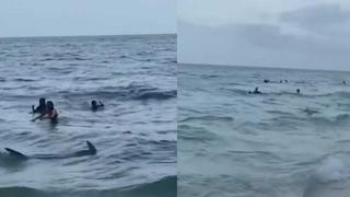 Na prepunoj plaži se pojavio opaki morski pas: U trenutku je nastala opća panika