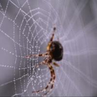 Novi otrovni pauk dobio ime po poznatom glumcu, a ovo je razlog