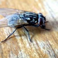 Dosadne napasti: Riješite se muha na prirodan način