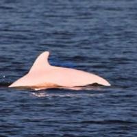 Rijedak ružičasti delfin viđen u vodama u blizini Luizijane
