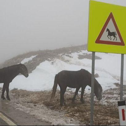 Upozorenje vozačima: Divlji konji na putu preko prevoja Borova Glava 