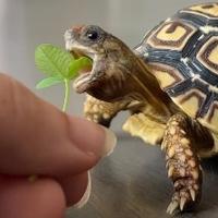 Tri nevjerovatne činjenice o kornjačama: Jednu boju posebno vole
