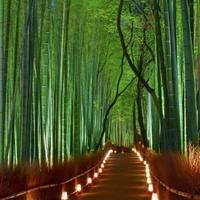 Kao iz bajke: Sagano šuma bambusa
