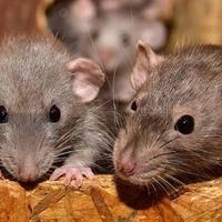Naučnici uspjeli presaditi djeliće ljudskog u mozak štakora