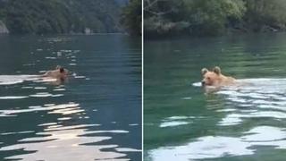 Video / Medvjed spas od vrućine potražio u Drini