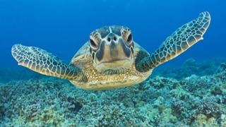 Morske kornjače napadaju kupače: Splićanku ugrizla za leđa
