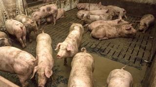 Prvi slučajevi afričke svinjske kuge potvrđeni u Crnoj Gori