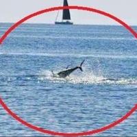 Neobičan prizor u Brijunskom akvatoriju: Šta se događa s tunom i morskim psom