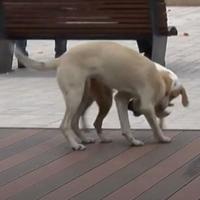 Nikšić: Djevojčicu (3) za glavu ugrizao ulični pas