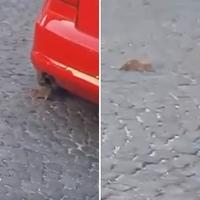 Video / Najezda štakora u Sarajevu: Miševi šetaju Kovačima