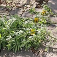 Akcija "Plantaža" u Bosanskom Brodu: Oduzeto pola kilograma marihuane