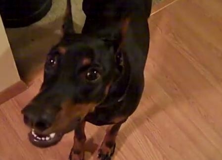 NEUMORNI DOBERMAN Ovaj pas svojom umiljatošću uljepšat će vam dan!