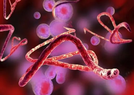 Ebola i hantavirus istovremeno: Prijeti li svijetu nova zdravstvena kriza?